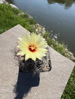 Preview: Astrophytum capricorne